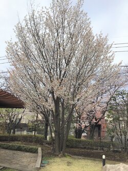 山桜2.jpg