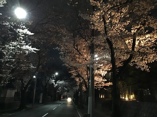 夜桜１.JPG