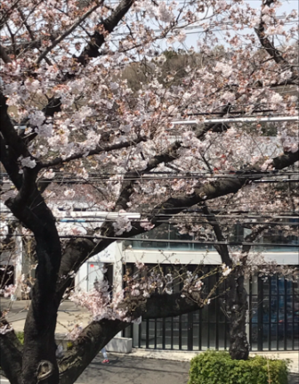 桜・窓から.PNG