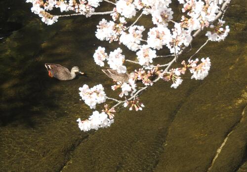 鴨と桜.jpg