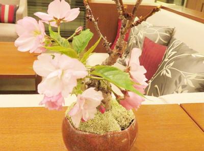 504佐橋様・桜の盆栽①.JPG