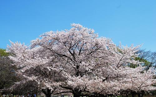 砧の桜①.JPG