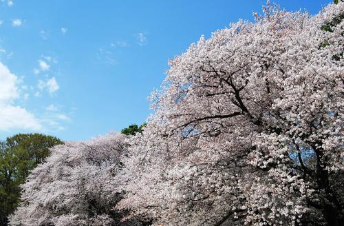 砧の桜ブログ用トップ.jpg