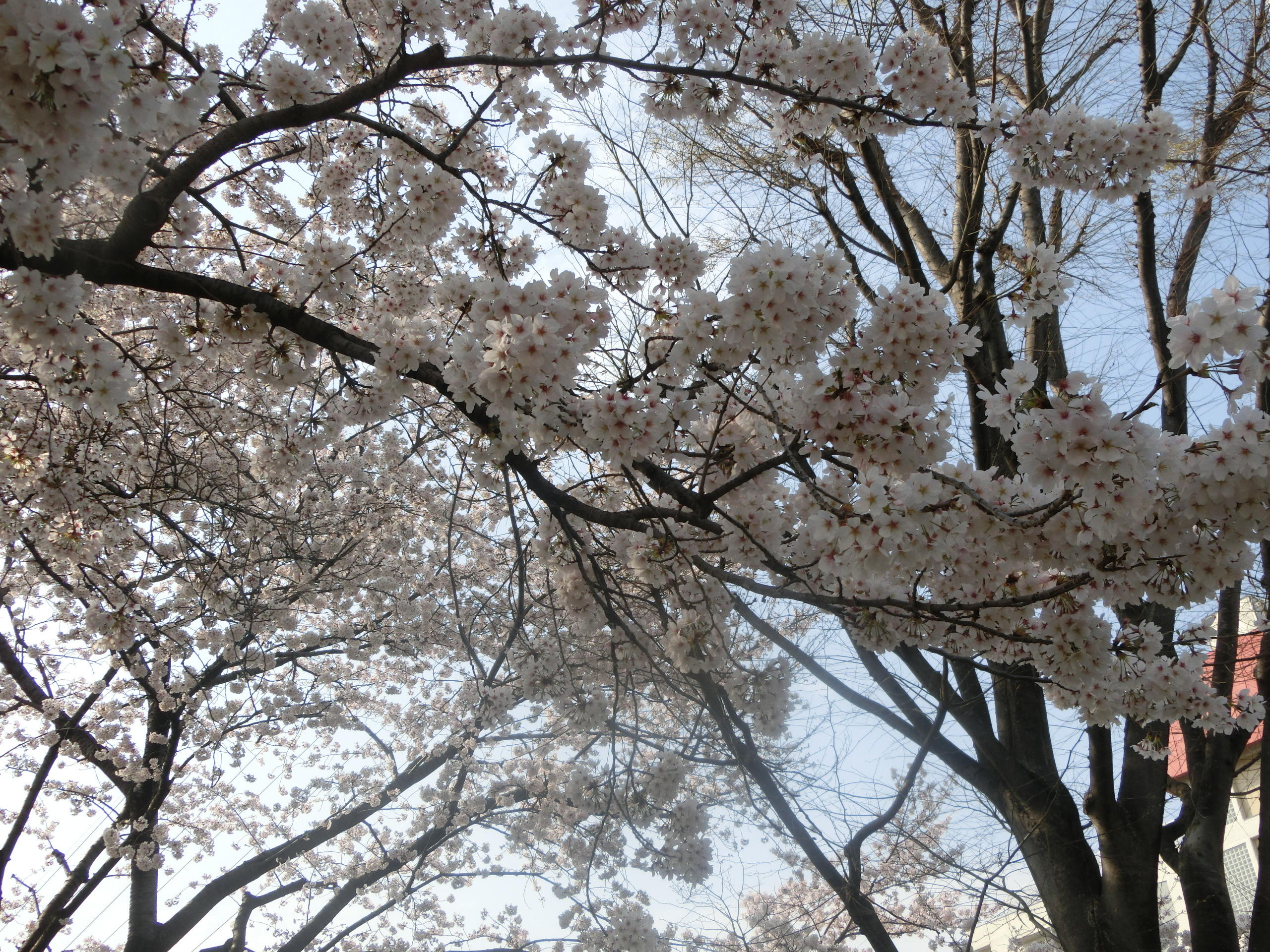 桜満開の動物園にてふれあう動物との感動の数々 ケアバスハイク イベント開催 ライフニクス便り