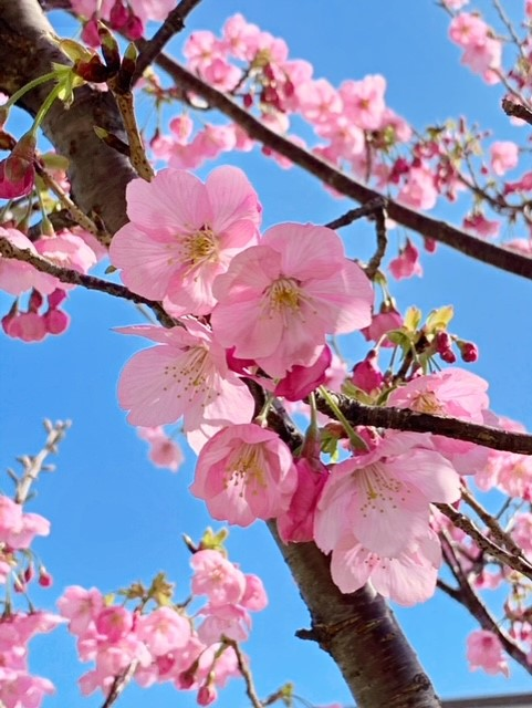 ４桜.png