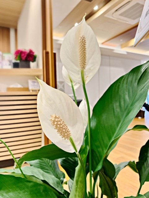 スパティフィラムの白い花 クレールレジデンス横浜十日市場便り