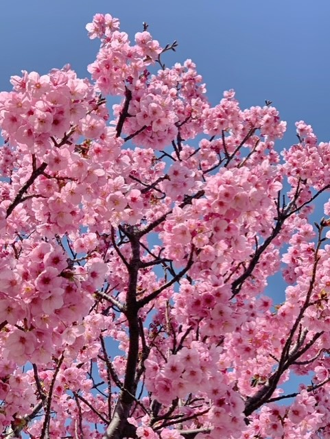 ３桜.png