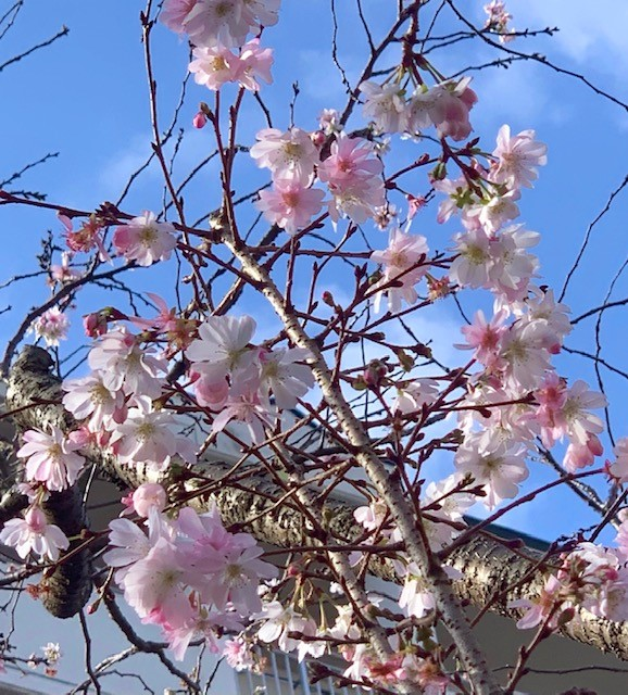 桜１.png