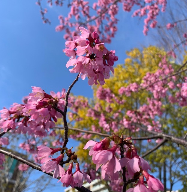 桜.png