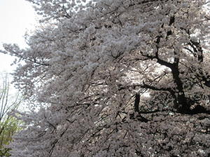 桜満開２.JPG