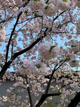 桜5 4.10.jpg