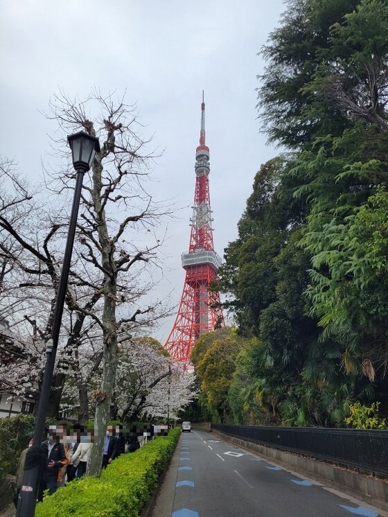 桜とタワー.jpg