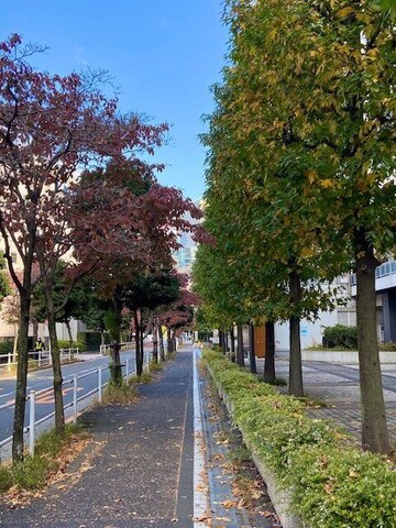 落ち葉の歩道.jpg