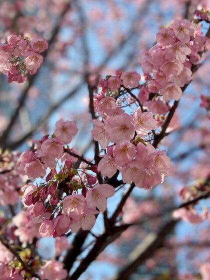 桜　ポートレイト.jpg
