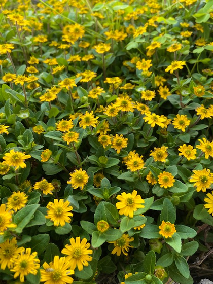 不明　黄色い花.png