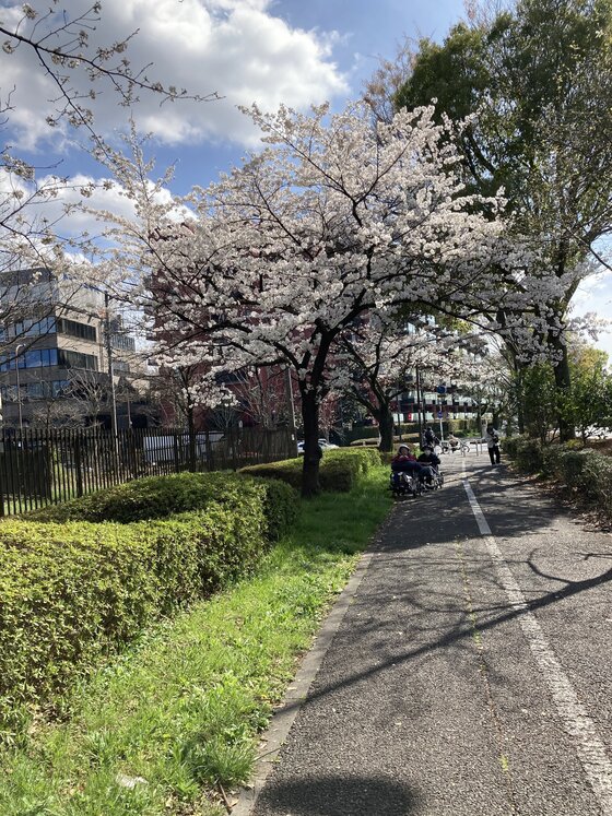 桜の木 (1).JPG