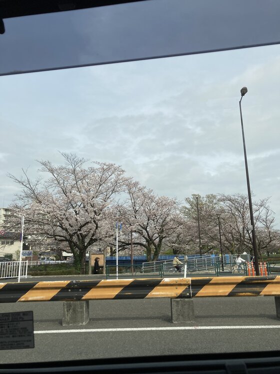 車窓桜.JPG