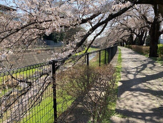 531残堀川の桜.jpg